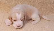 Starz Boy 4 Week 3